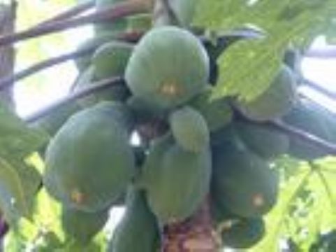 Common Floweringquine Fruit Extract